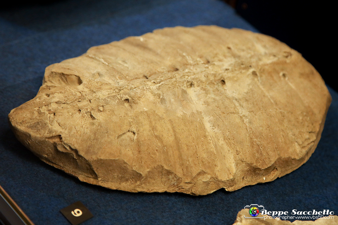 VBS_9084 - Museo Paleontologico - Asti.jpg